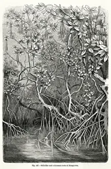Mangrove: MANGROVE TREE