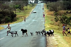Herdsman: Manguzi just before the development began. 1993 @ Cedric