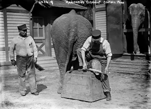 Manicure: Manicuring an elephant, in Central Park, ?