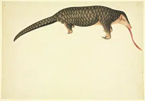 Manis: Manidae manis, pangolin