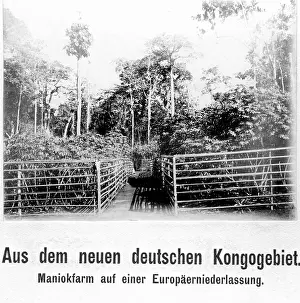 Historically: Manioc farm in Cameroon, 1912
