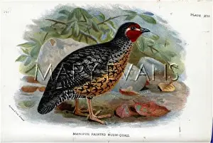 Manipur: MANIPUR QUAIL