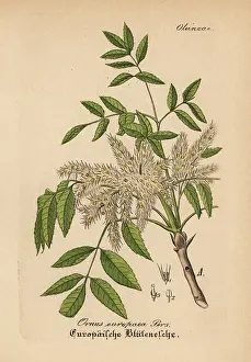 Europaea: Manna ash, Fraxinus ornus