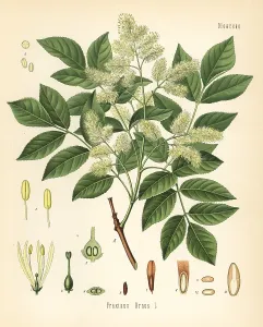 Fraxinus: Manna ash, Fraxinus ornus