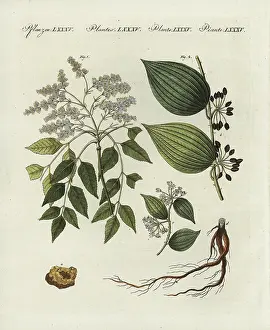 Sarsaparilla: Manna ash and sarsaparilla