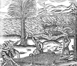 Hunts: MANNER OF CATCHING CROCS