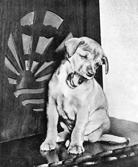 Yawns: Man's Best Friend