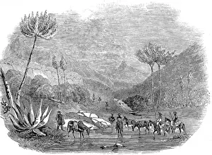 Maguey: Man's Hand Mountain, Mexico 1846
