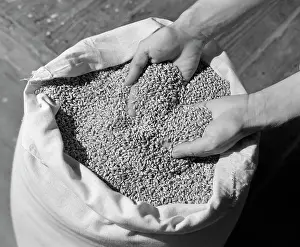 Sifting: Mans Hands Sifting Through Harvested Wheat in Large Sack