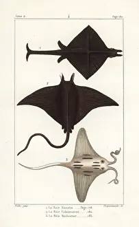 Manta: Manta ray, Manta birostris, devil ray, Mobula