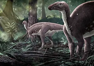 Iguanodont: Mantellisaurus atherfieldensis dinosaurs in a prehistoric ?