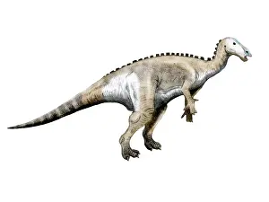 Iguanodont: Mantellisaurus dinosaur