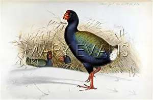 Mantell: MANTELL'S GALLINULE