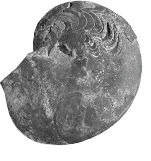 Aguirre: Manticoceras acutum, ammonoid