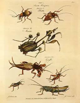Anthropods: Mantis, Cockroach, Mole-Cricket, Grasshopper
