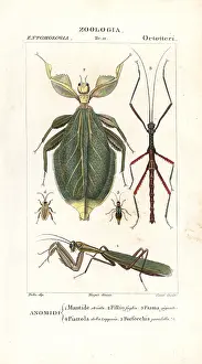 Mantis: Mantis, leaf insect, stick insect, etc