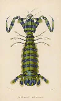 Mantis: MANTIS SHRIMP