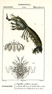 Mantis: Mantis shrimp, Gonodactylus chiragra