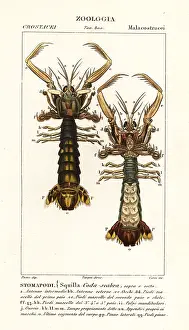 Mantis: Mantis shrimp, Lysiosquilla scabricauda