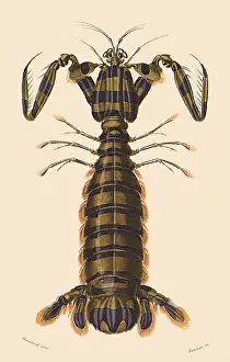 Lobsters: Mantis Shrimp (Squilla maculata)