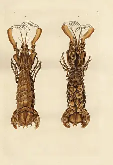 Auserlesenes: Mantis shrimp, Squilla mantis