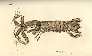 Mantis: Mantis shrimp, Squilla mantis