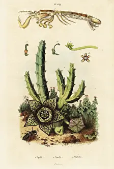Du Casse: Mantis shrimp, star flower and beetle