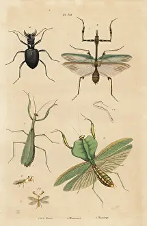 Mantis: Mantis species, tiger beetle and mantidfly