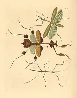 Mantis: Mantis and stick insects