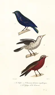 Steel Engraving: Manucode, grey-headed starling and long-tailed meadowlark