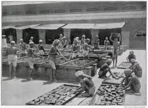 Opium: Manufacture of Opium in India