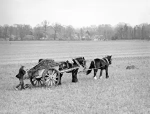 Manure: MANURE CART