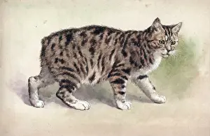 Manx: Manx cat