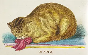 Manx: MANX CAT