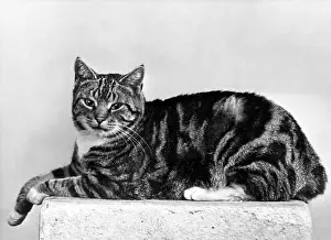 Regal: MANX CAT LYING DOWN