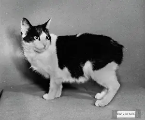 Manx: Manx cat (no tail)