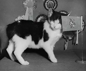 Manx: Manx cat with rosettes and flag