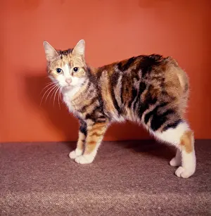 Manx: Manx kitten