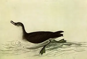 Manx: Manx Shearwater