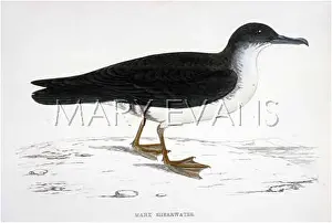 Manx: MANX SHEARWATER (MORRIS)