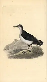 Manx: Manx shearwater, Puffinus puffinus