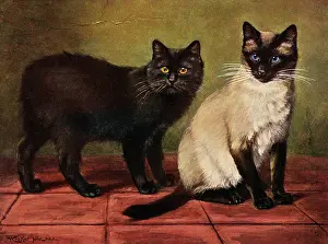 Manx: MANX AND SIAMESE CATS