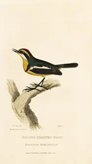 Regulus: Many-colored rush-tyrant, Tachuris rubrigastra