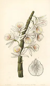Dendrobium: Many-flowered dendrobium orchid, Dendrobium polyanthum