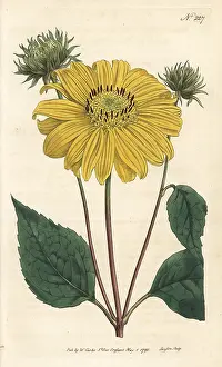 Helianthus: Many-flowered or perennial sunflower, Helianthus multiflorus