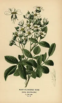 Indica: Many-flowered rose, Rosa multiflora