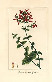 Bessa: Many-flowered russelia, Russelia multiflora