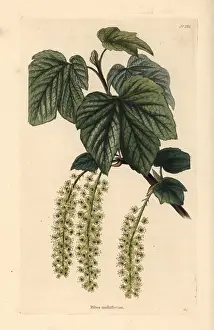 Currant: Manyflower currant, Ribes multiflorum