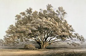 Manzanita: Manzanita