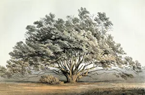 Manzanita: MANZANITA TREE